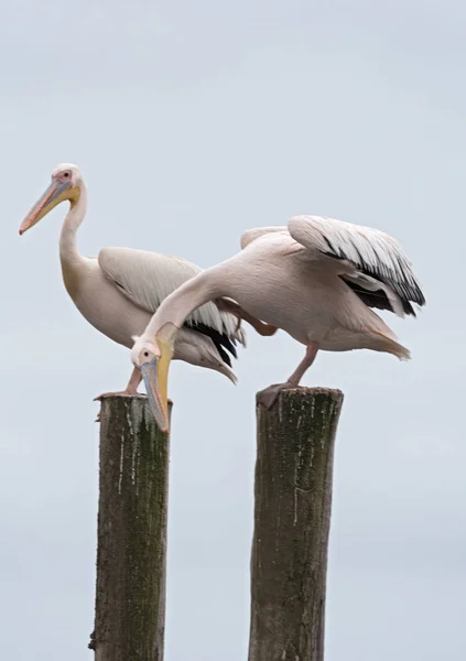 Große Weiße Pelikane Auf Einem Pfahl Der Walvisbucht Namibia — Stockfoto