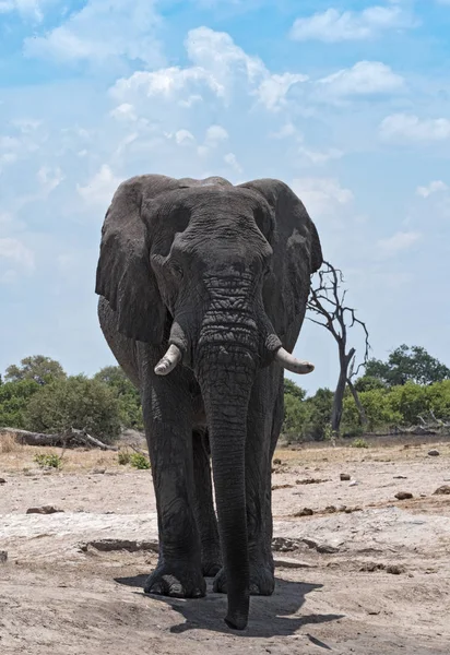 Elephant Bull Buraco Água Parque Nacional Chobe Botsuana — Fotografia de Stock