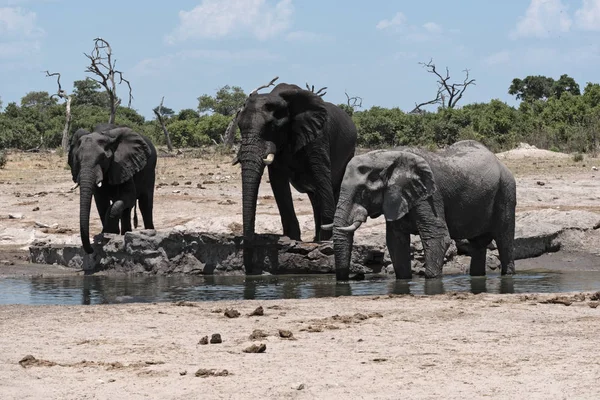 Groupe Éléphants Dans Trou Eau Dans Parc National Chope Botswana — Photo