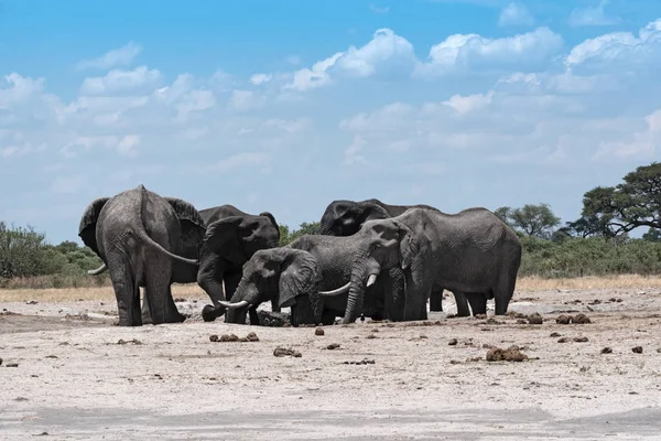 Groupe Éléphants Dans Trou Eau Dans Parc National Chope Botswana — Photo