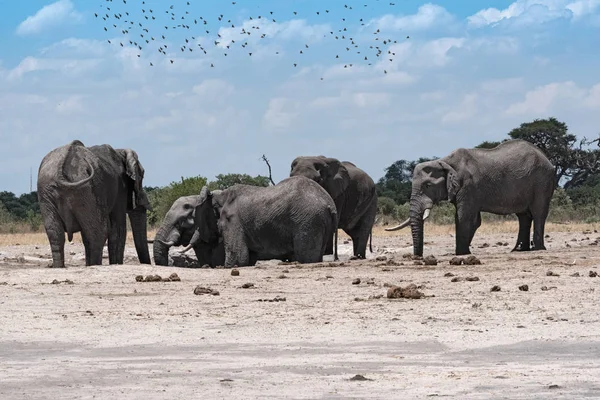 Grupo Elefantes Buraco Água Parque Nacional Chope Botsuana — Fotografia de Stock