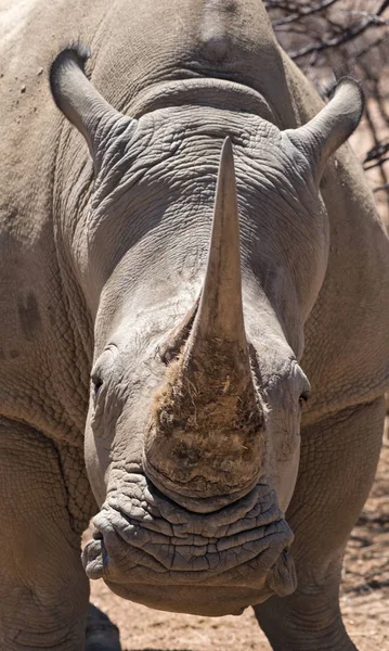 Porträtt Namibiska Trubbnoshörning Ceratotherium Simum — Stockfoto