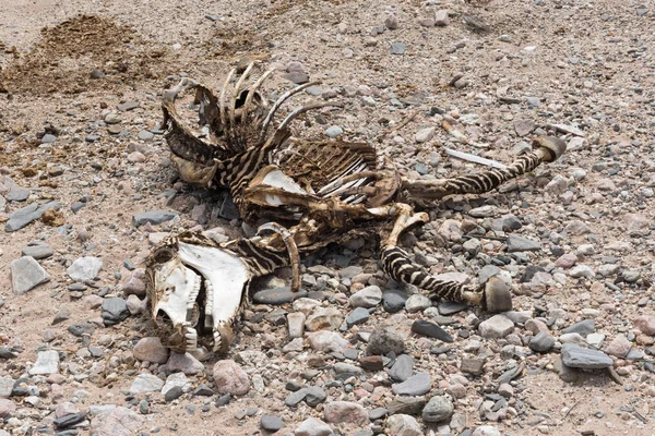 Skelett Eines Zebras Einem Trockenen Flussbett Namibia — Stockfoto