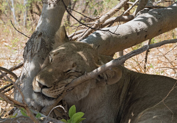 Sleeping young lion at the roadside in Chobe National Park, Botswana