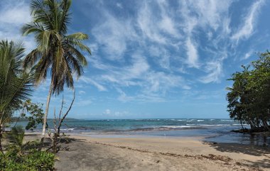 Puerto Viejo de Talamanca, Kosta Rika Güney palmiye ağaçları ile bir plaj Panorama görünümünü