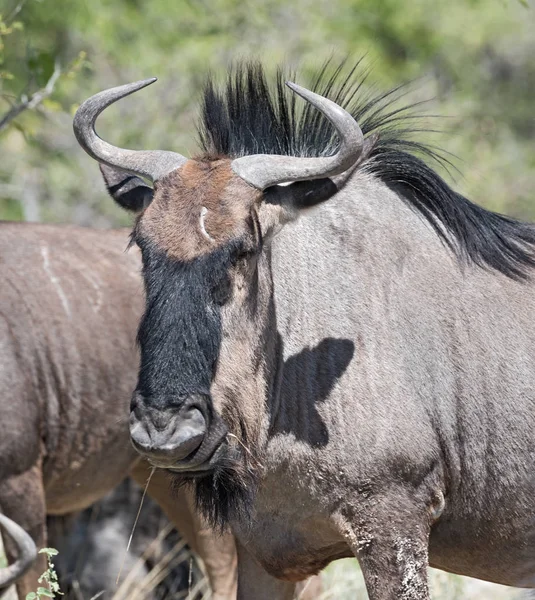 Blaugnu Etoscha Nationalpark Namibia — Stockfoto