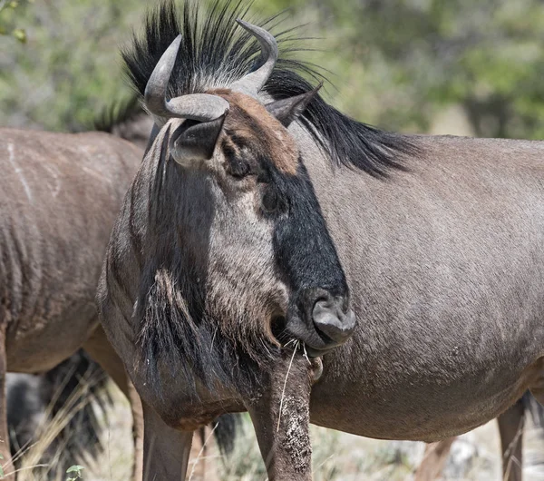 Gnous Bleu Dans Parc National Etoscha Namibie — Photo