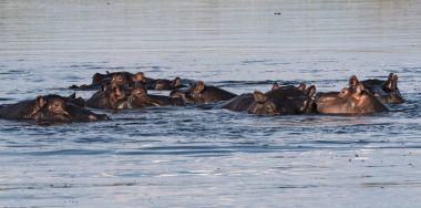 Grup suaygırları Linyanti nehirde, Namibya