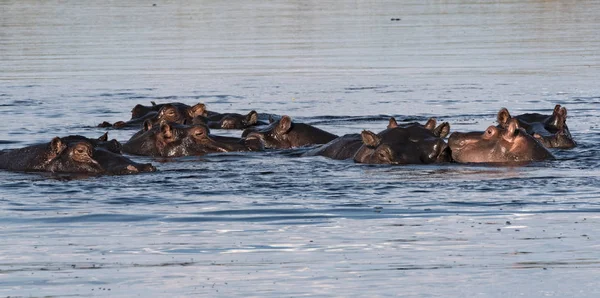 Grup suaygırları Linyanti nehirde, Namibya