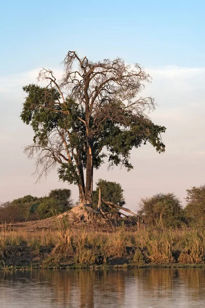 纳米比亚的奥卡万戈河沙洲上的老树 — 图库照片