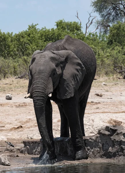 Elefante Buraco Água Parque Nacional Chobe Botsuana — Fotografia de Stock