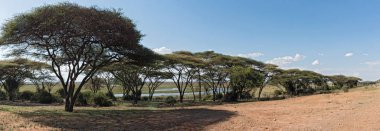 Akasya orman Botswana'da Chobe nehir kıyısında