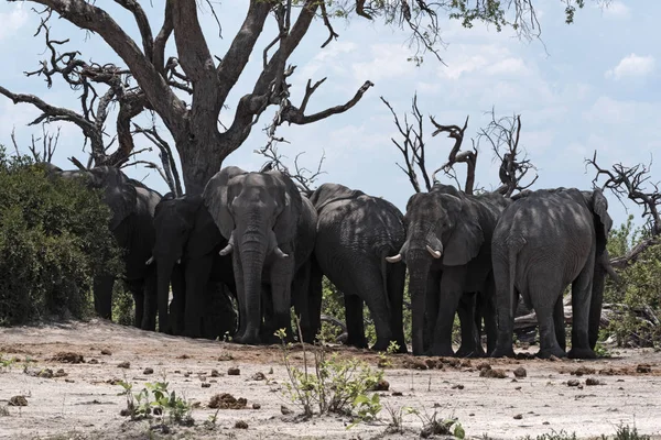Elephants herd under a tree group in Chobe National Park, Botswana
