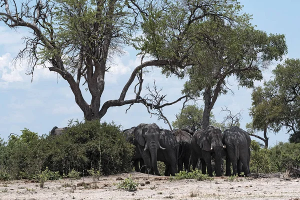 Rebanho Elefantes Sob Grupo Árvores Parque Nacional Chobe Botsuana — Fotografia de Stock