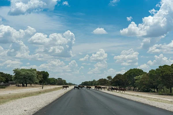 Rundu Namibia Noviembre 2017 Una Pequeña Manada Vacas Cruza Carretera —  Fotos de Stock