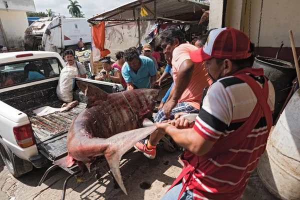 Campeche México Marzo 2018 Entrega Tiburón Departamento Pesca Del Mercado —  Fotos de Stock