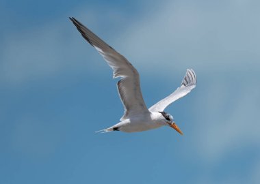 Kraliyet sumru (Thalasseus maximus) Meksika Körfezi uçar