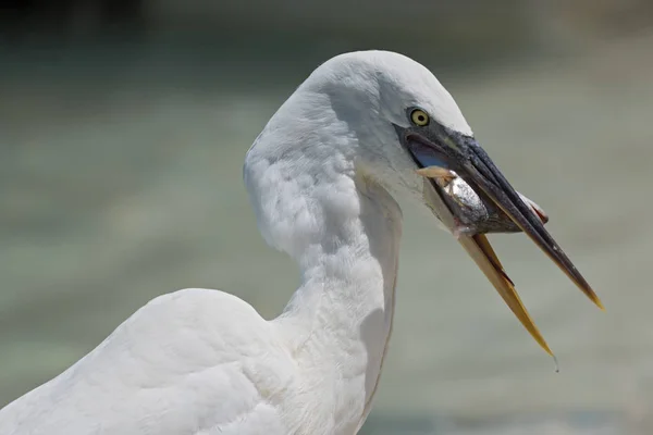 Grande Aigrette Ardea Alba Mangeant Poisson Sud Holbox Mexique — Photo