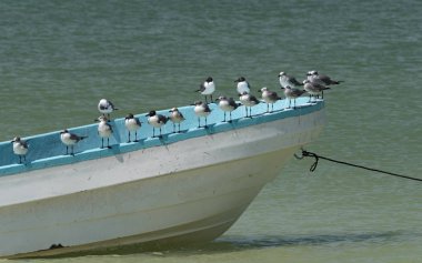 Holbox Island, Meksika, sahilde bir balıkçı teknesinde martılar