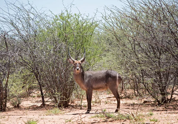Gyűrűsfarkú Víziantilop Kobus Ellipsiprymnus Namíbia Afrika — Stock Fotó