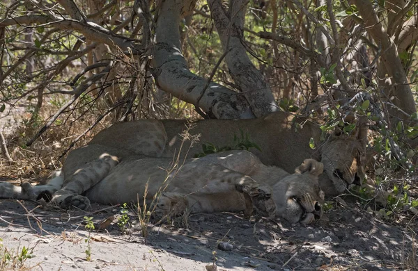 Στον Ύπνο Νεαρό Λιοντάρι Στην Άκρη Του Δρόμου Εθνικού Πάρκου — Φωτογραφία Αρχείου