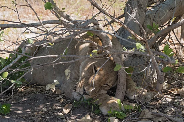 Sleeping young lion at the roadside in Chobe National Park, Botswana