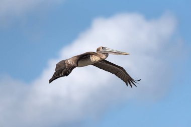 Uçuş mahahual, quintana roo, Meksika yakınındaki kahverengi Pelikan (Pelecanus occidentalis)