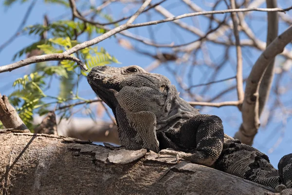 Close up shoot of a Garrobo Iguana on a tree branch near the ruins of Tulum Mexico — Stock Photo, Image