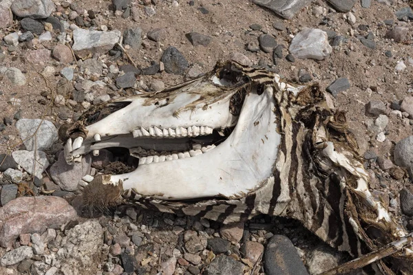 Crâne d'un zèbre mort dans une rivière desséchée Namibie — Photo