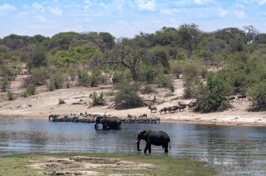 Filler ve zebralar Makgadikgadi tava Milli Parkı, Botswana Boteti nehrinde