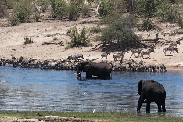 Elefántok és zebrák, a Boteti folyó Makgadikgadi Pans National Park, Botswana — Stock Fotó