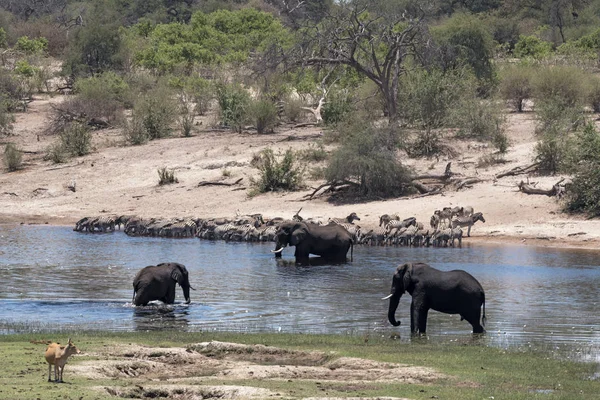 Éléphants et zèbres sur la rivière Boteti dans le parc national Makgadikgadi Pans, Botswana — Photo