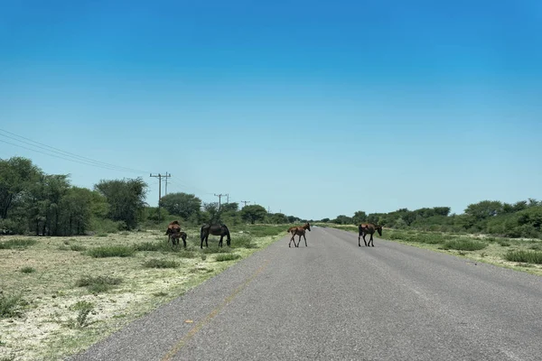 Horses on the trans kalahari highway in botswana — Stock Photo, Image