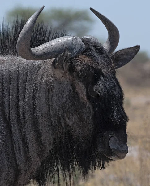 Portrait d'un gnous dans le parc national du Nxai Pan au Botswana — Photo