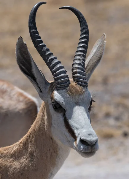 Portraitaufnahme eines Impala-Widders im Nxai pan Nationalpark von Botswana — Stockfoto