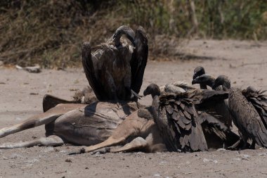 Ak sırtlı akbaba bir ölü daha büyük Kudu, Chobe Ulusal Parkı, Botsvana karkas yemek
