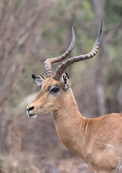 Портретний знімок барана Impala в Національному парку Нсі Пан Ботсвана. — стокове фото