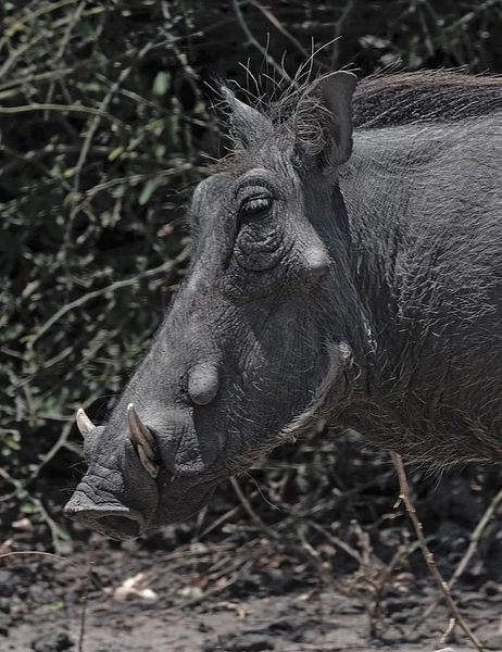 Close-up de um Warthog comum Phacochoerus africanus na natureza — Fotografia de Stock