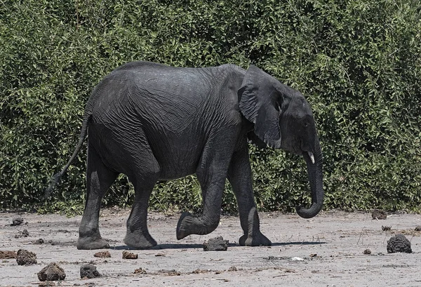 Grande elefante africano no Parque Nacional Chobe no Botsuana — Fotografia de Stock