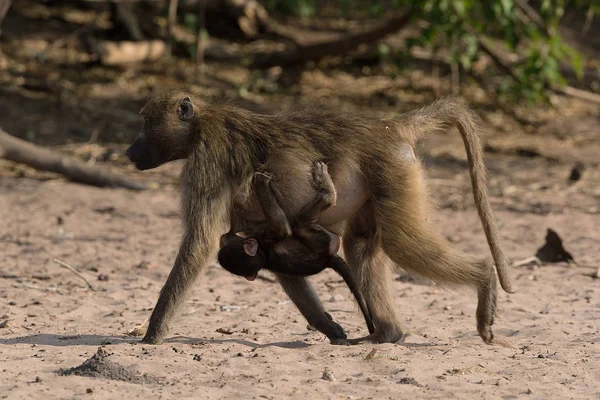 Baboon mother with cub on the bank of the Chobe River in Botswan — Stock Photo, Image