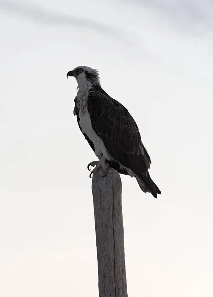 Osprey egy fa oszlopon a tengerparton Tulum Mexikó — Stock Fotó