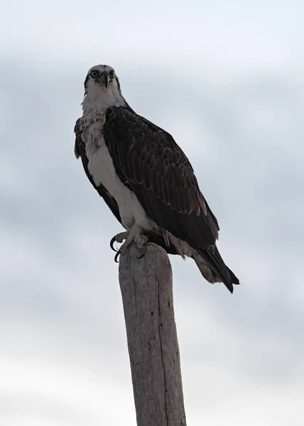 Osprey puinen viesti rannalla Tulum Meksiko — kuvapankkivalokuva