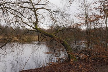 the volksdorfer pond meadows in winter hamburg germany