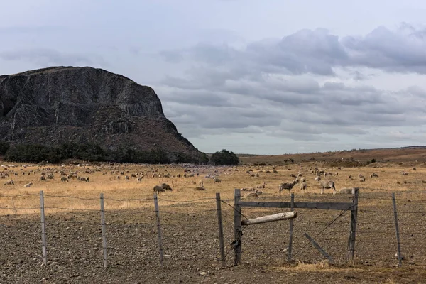 チリのプエルトナタレス近くの牧草地で羊の群れ — ストック写真