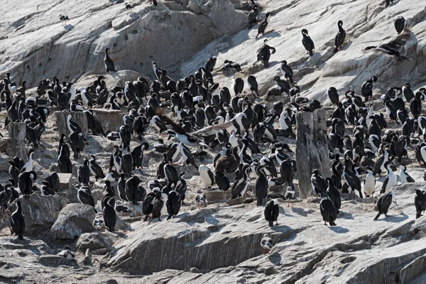 Colonie Cormorans Royaux Sur Une Île Dans Canal Beagle Terre — Photo