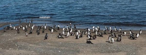 Chiens Impériaux Leucocarbo Atriceps Sur Plage Punta Arenas Chili — Photo