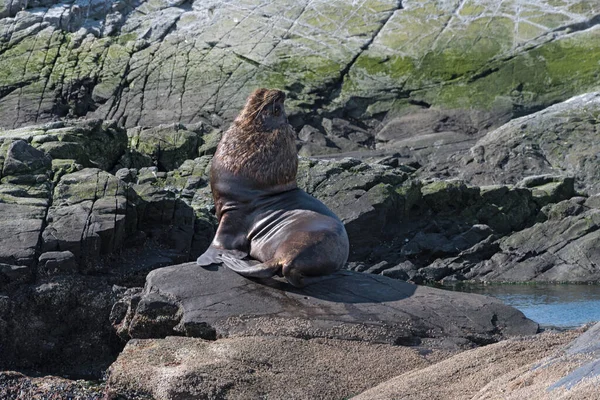 Мужчина Морской Лев Острове Проливе Бигл Патагония Аргентина — стоковое фото