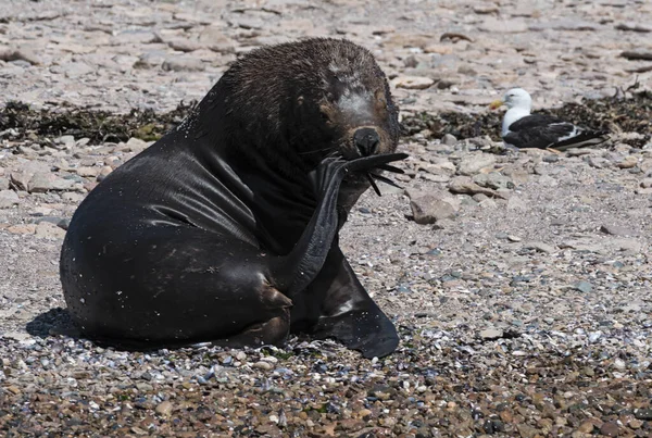 Otarie Mâle Sur Une Île Canal Beagle Patagonie Argentine — Photo