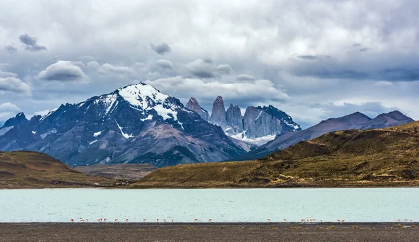 Chilský Flamingo Phoenicopterus Chilensis Jezera Národním Parku Torres Del Paine — Stock fotografie