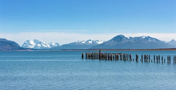 Puerto Natales Patagonya Şili Yakınlarındaki Ultima Esperanza Fjord Kral Karabatakları — Stok fotoğraf